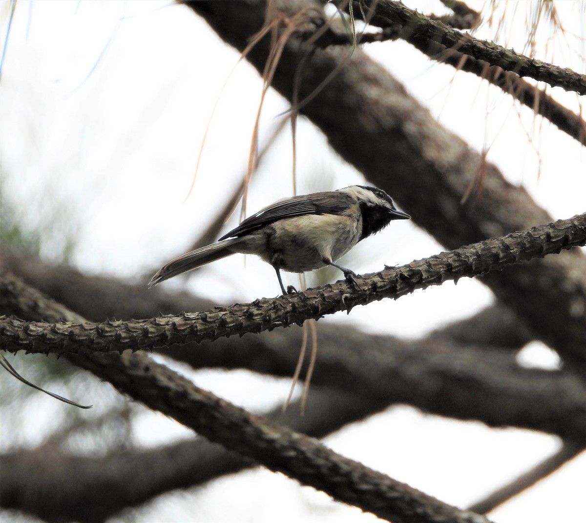 Carolina Chickadee - ML345555991