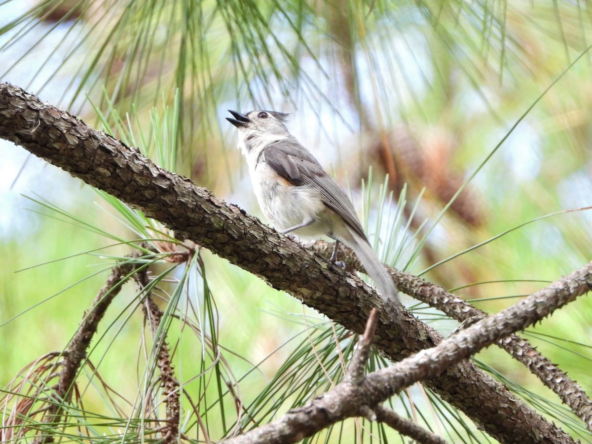 Tufted Titmouse - John Cima