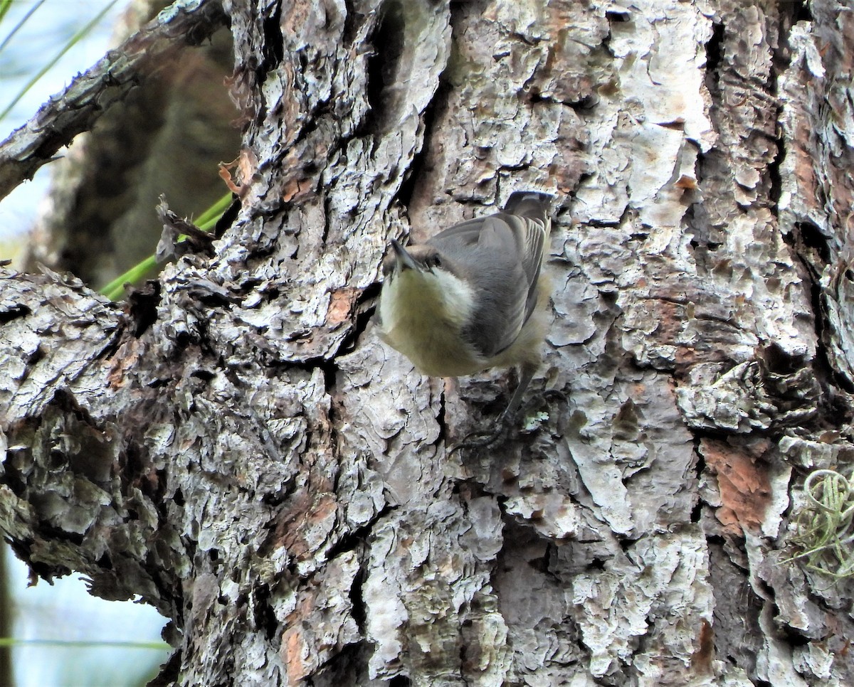 Brown-headed Nuthatch - ML345556121