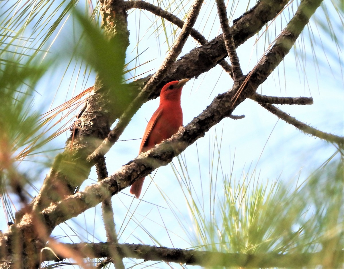 Summer Tanager - ML345556281