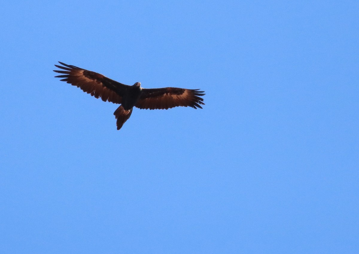 Wedge-tailed Eagle - ML345556341