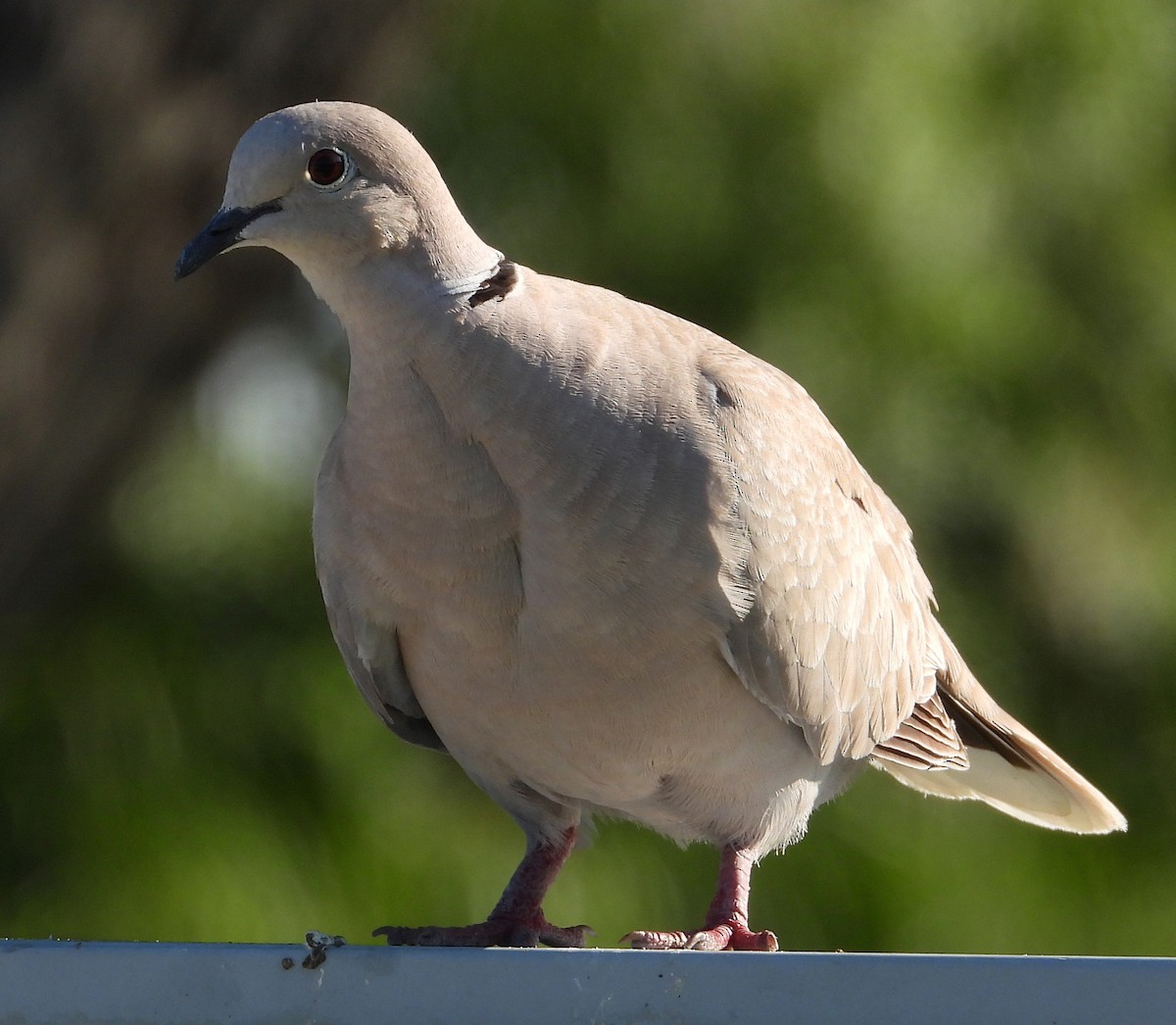 Eurasian Collared-Dove - ML345556861