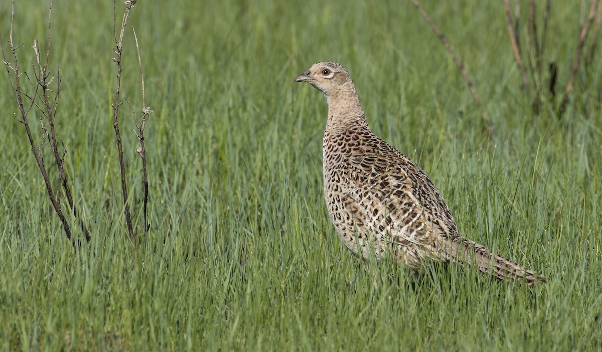 Jagdfasan - ML345557021