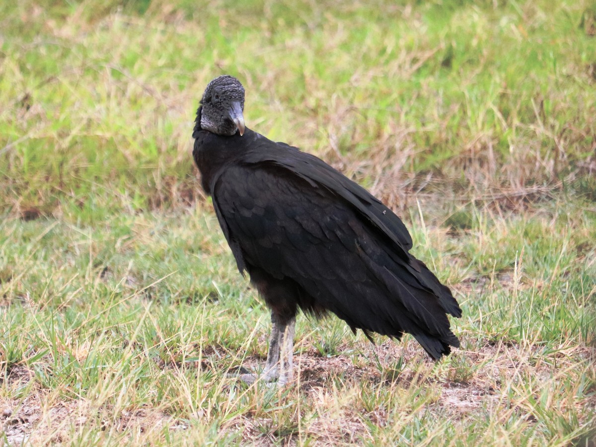 Black Vulture - ML345557131