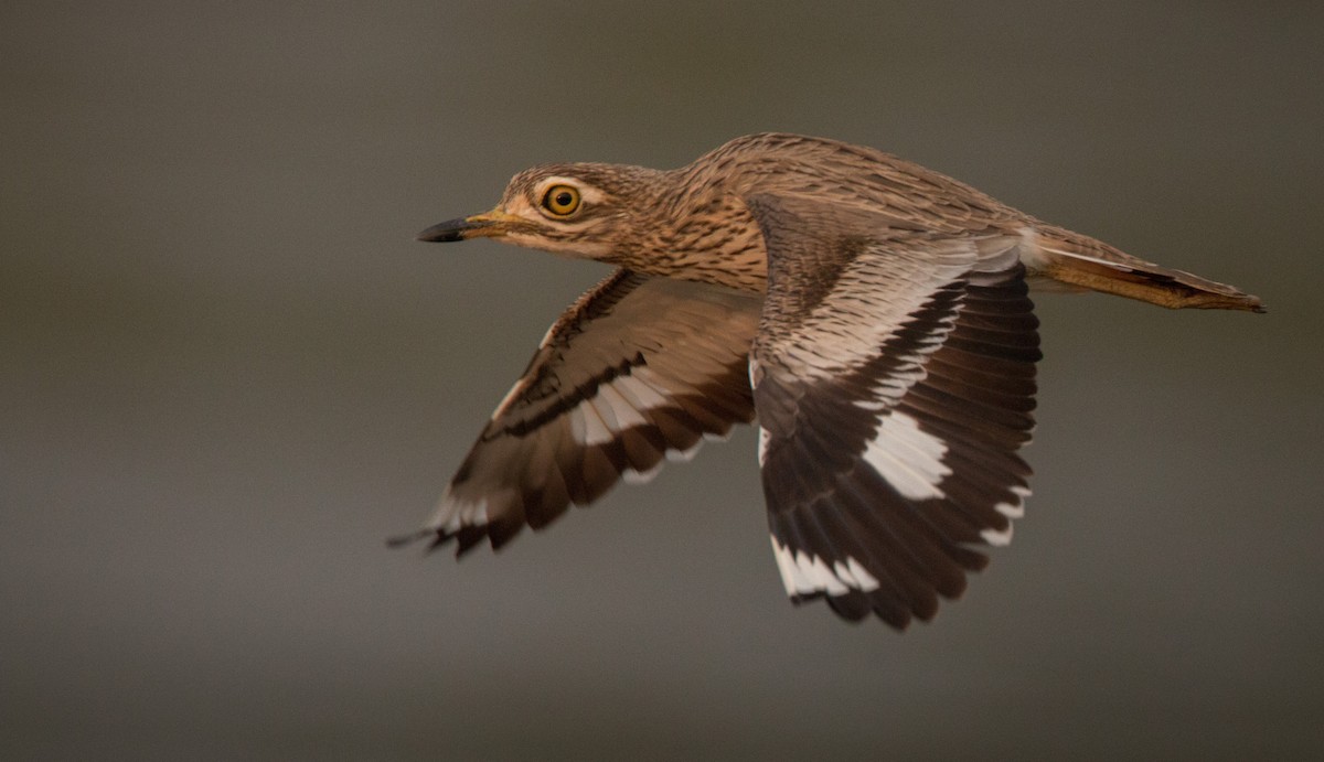 Senegal Thick-knee - Ian Davies