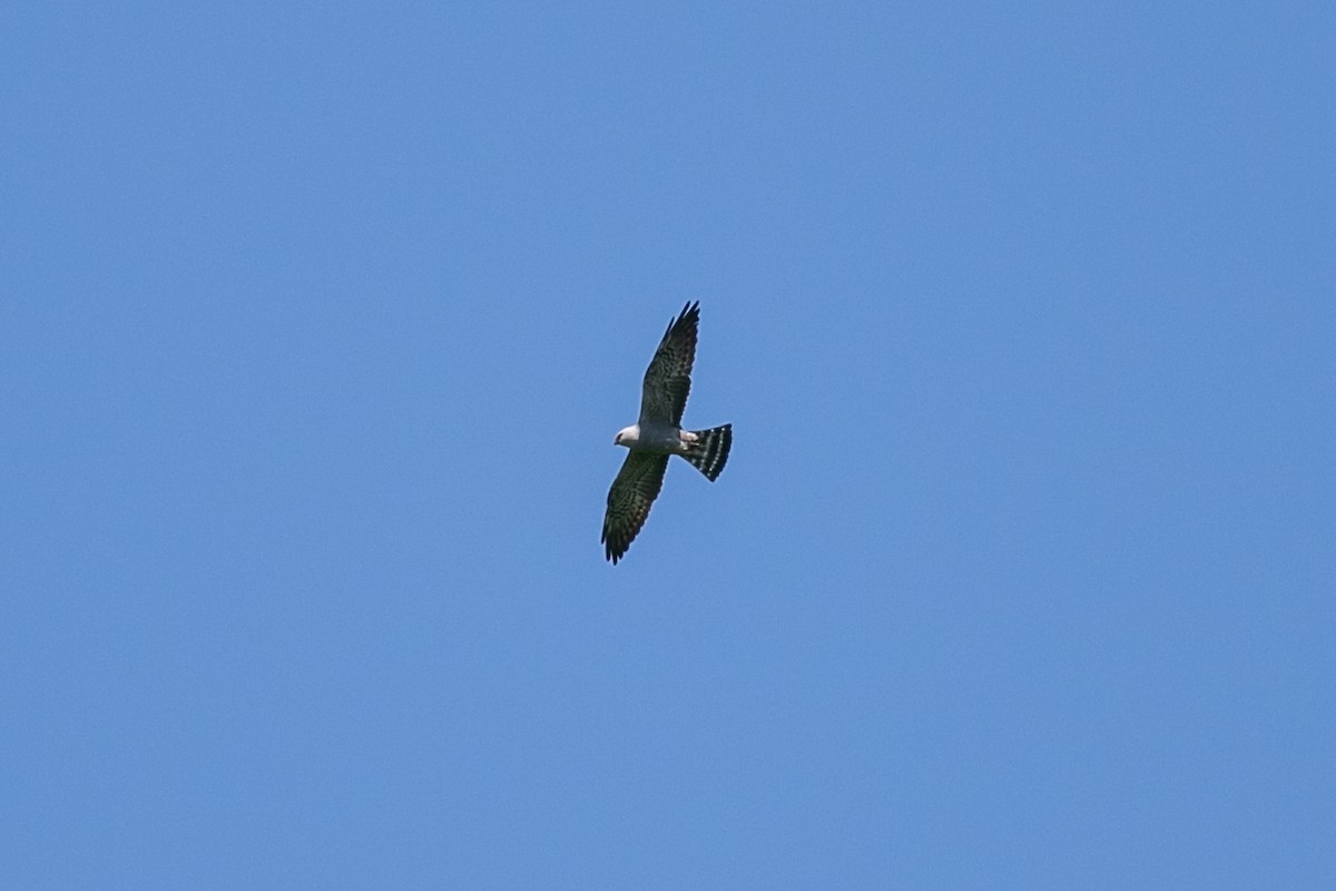 Mississippi Kite - ML345558271