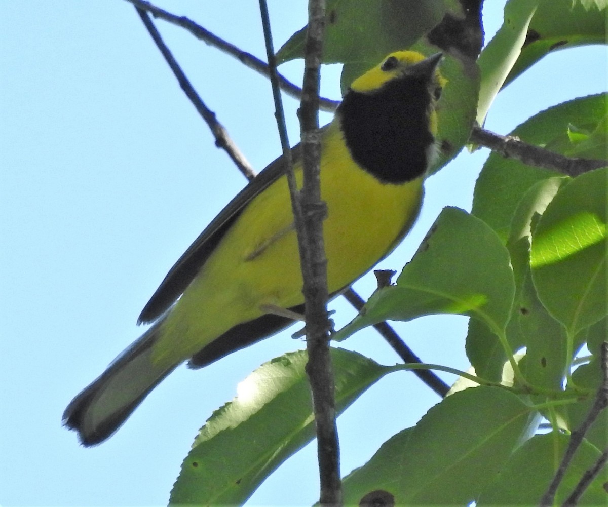 Hooded Warbler - ML345558481