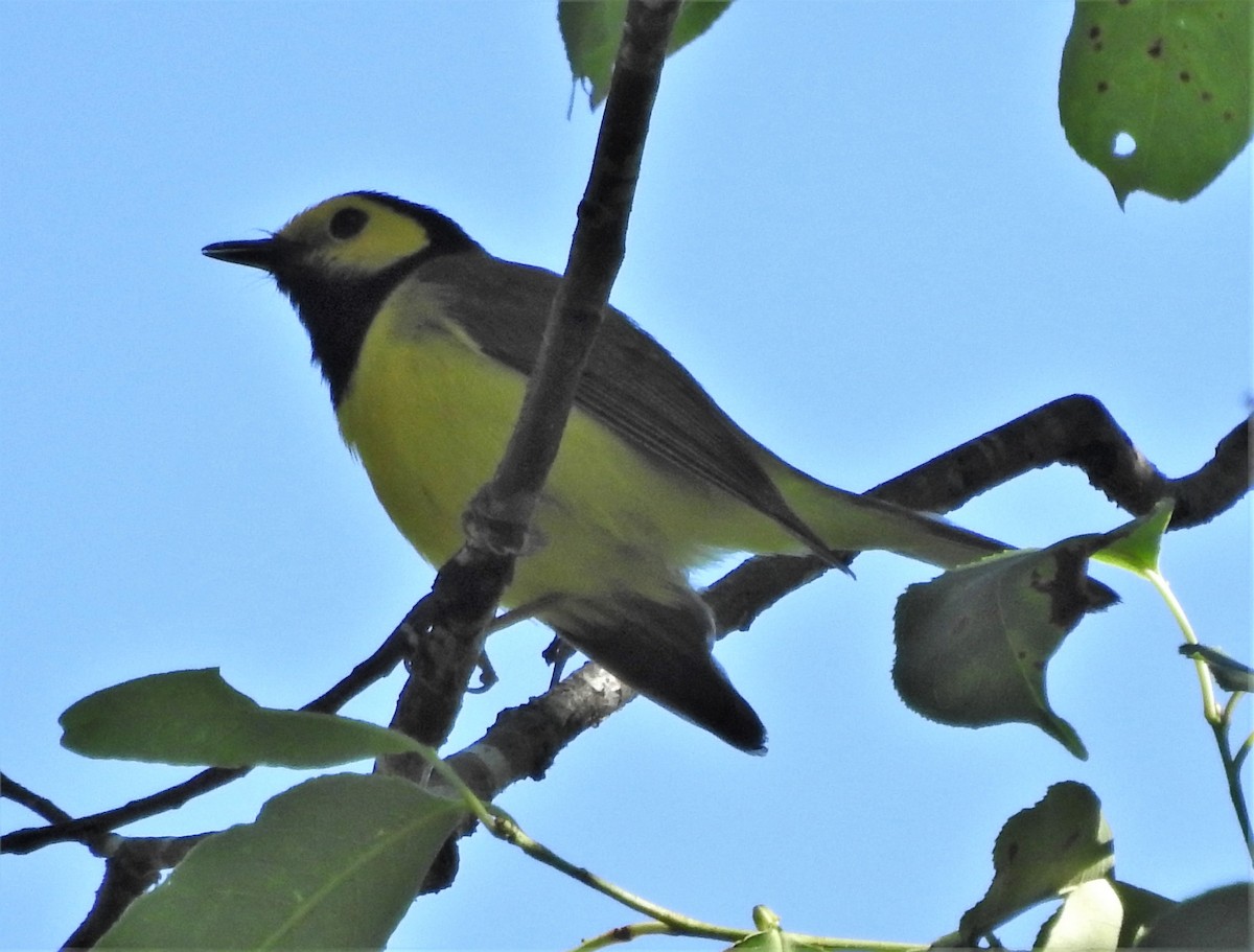 Hooded Warbler - ML345558491