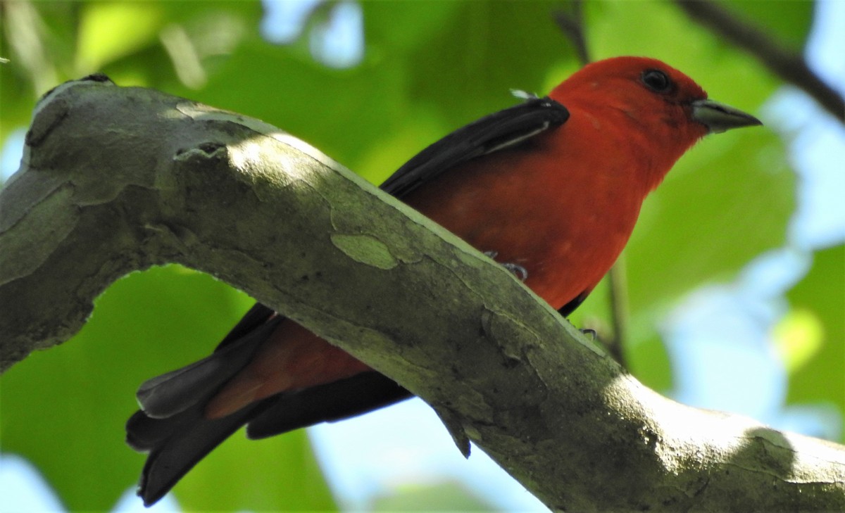 Scarlet Tanager - Paul McKenzie