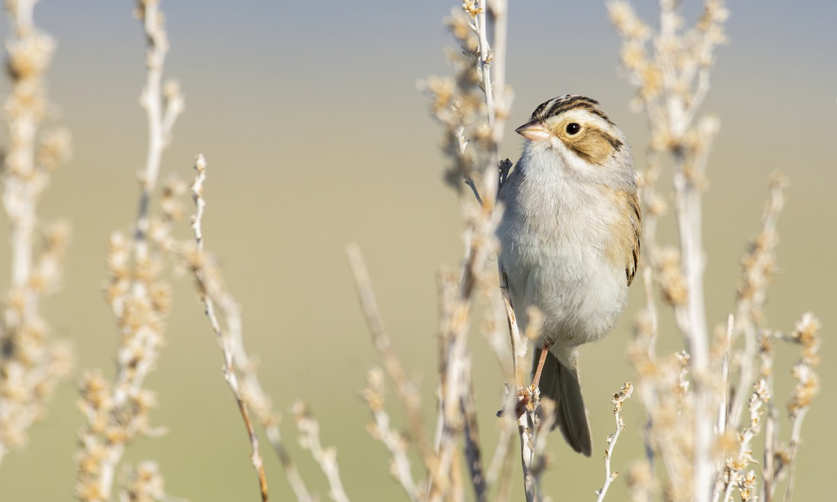 Clay-colored Sparrow - ML345558681