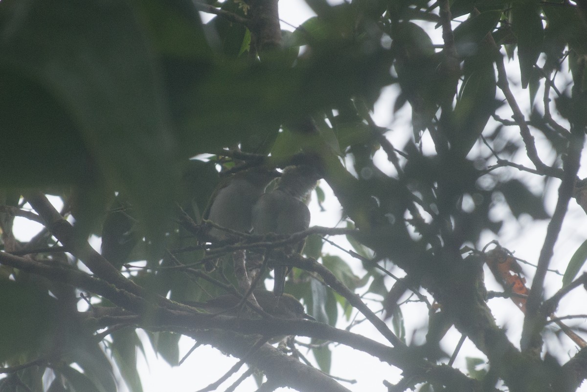 Makira White-eye - ML34555871