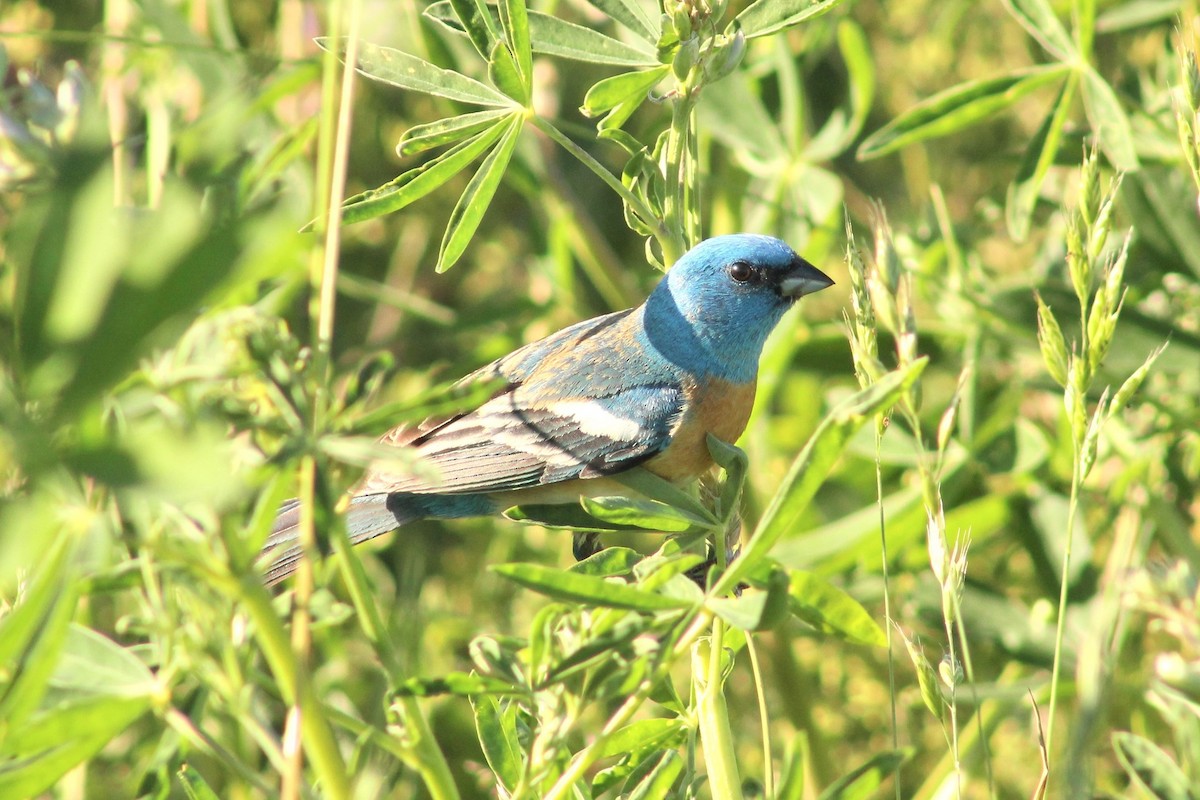 Lazuli Bunting - ML345558721