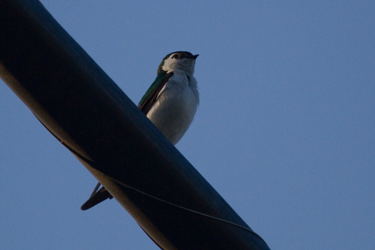 Violet-green Swallow - ML345559811