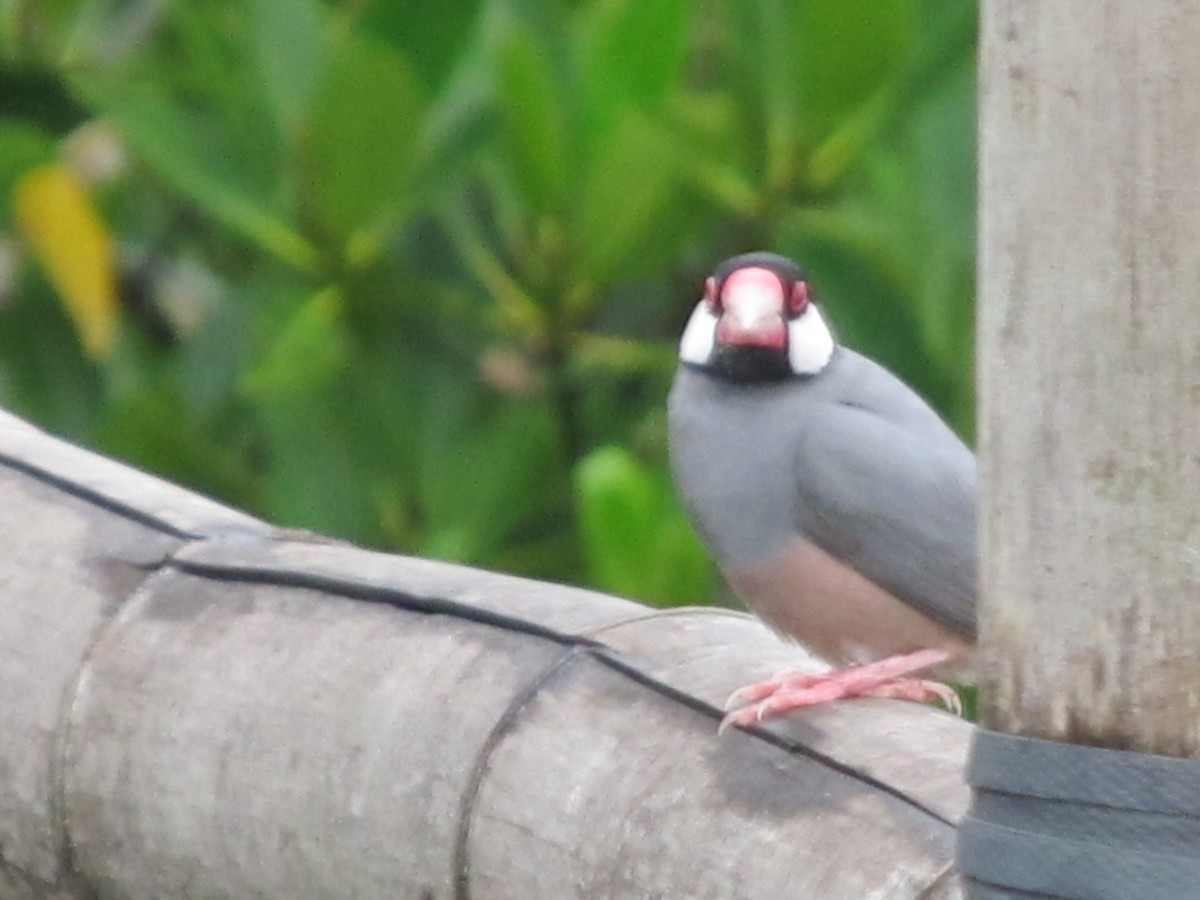Java Sparrow - Bayani Thaddeus Barcenas