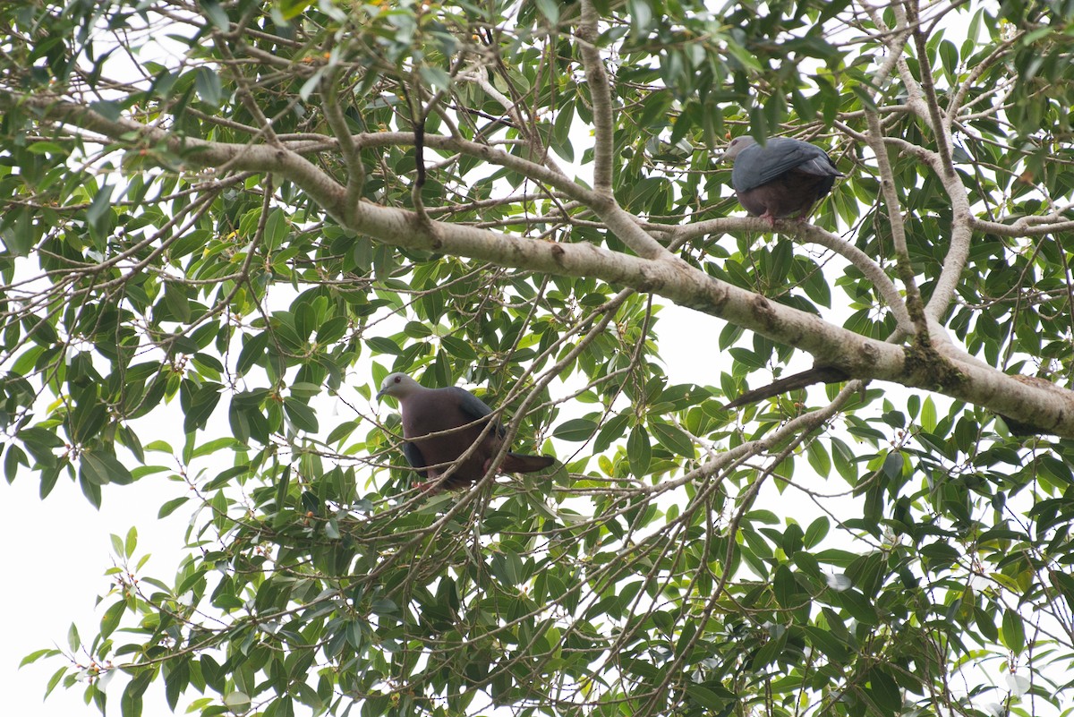 Chestnut-bellied Imperial-Pigeon - John C. Mittermeier