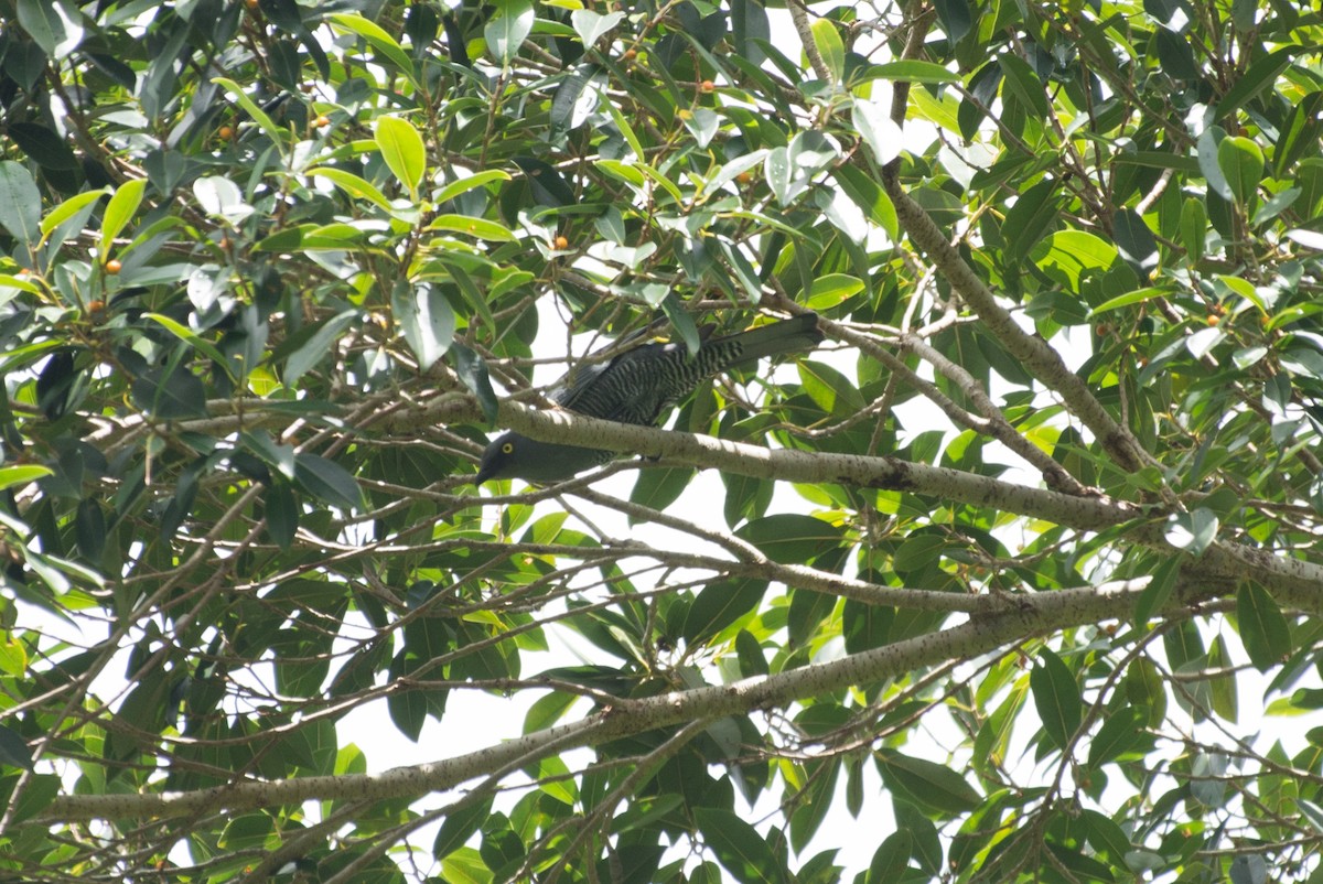 Barred Cuckooshrike - ML34556121