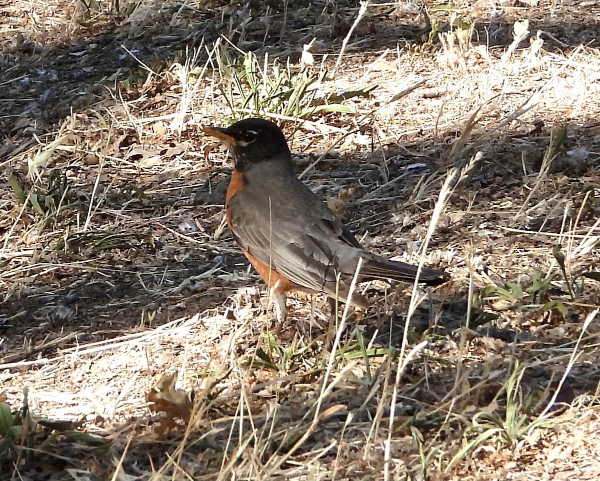 קיכלי נודד - ML345561291