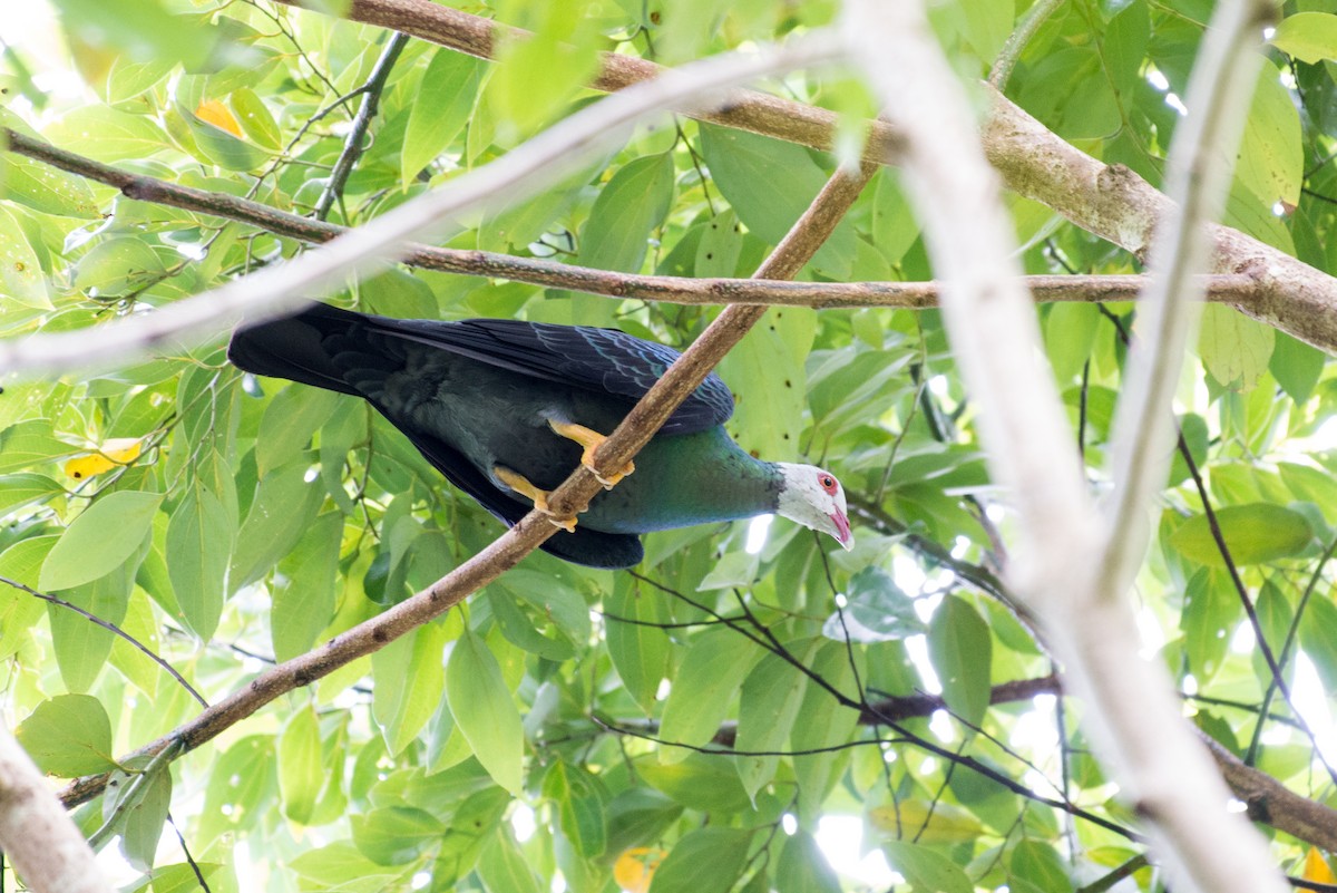 Yellow-legged Pigeon - John C. Mittermeier