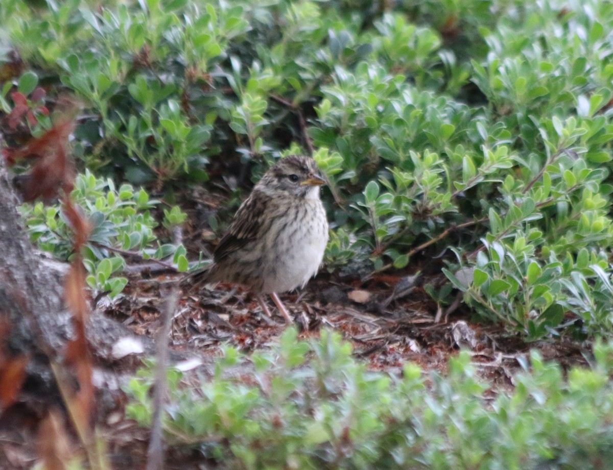 White-crowned Sparrow - ML345563421