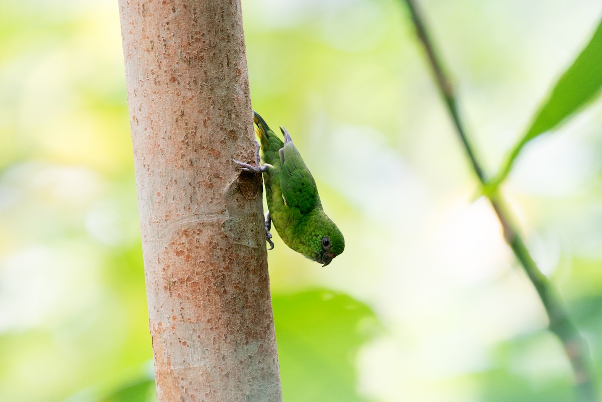 Finsch's Pygmy-Parrot - John C. Mittermeier