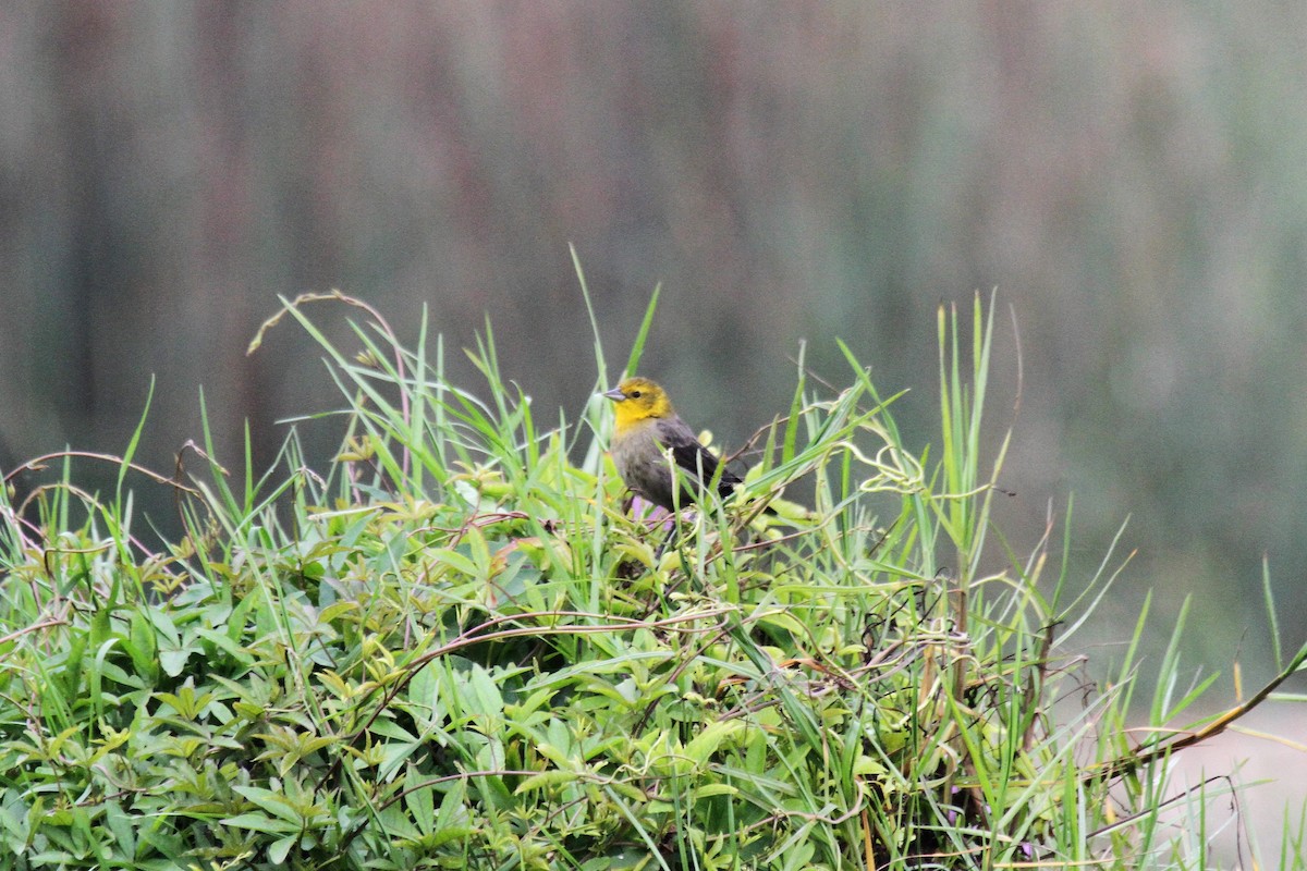 Yellow-hooded Blackbird - ML345566021