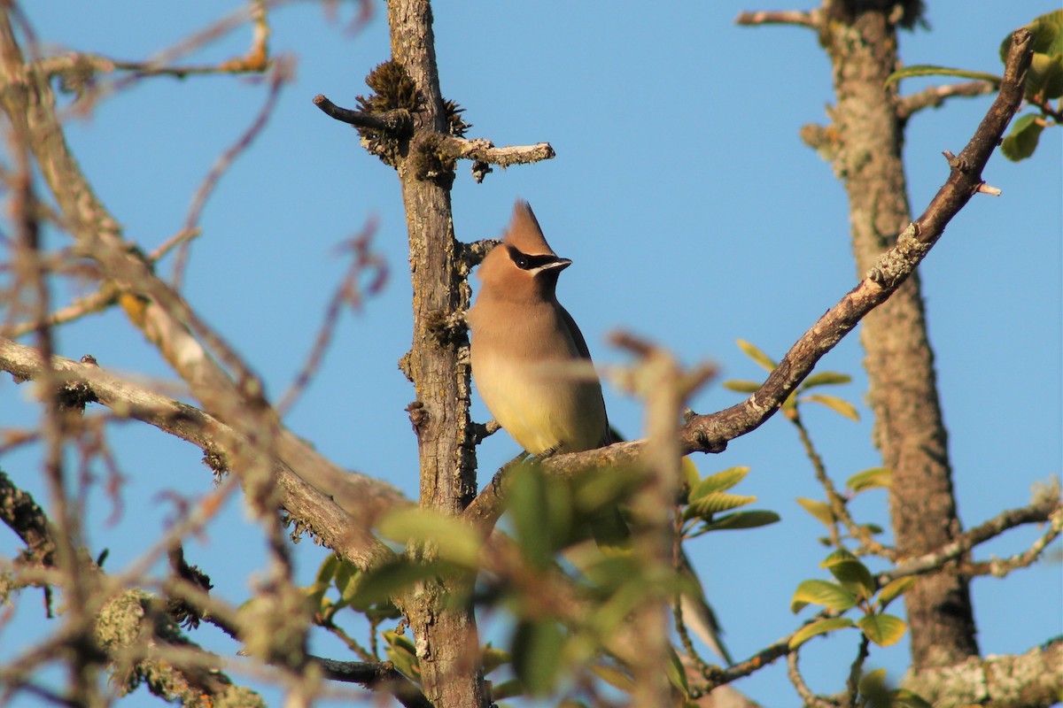 Cedar Waxwing - ML345566861