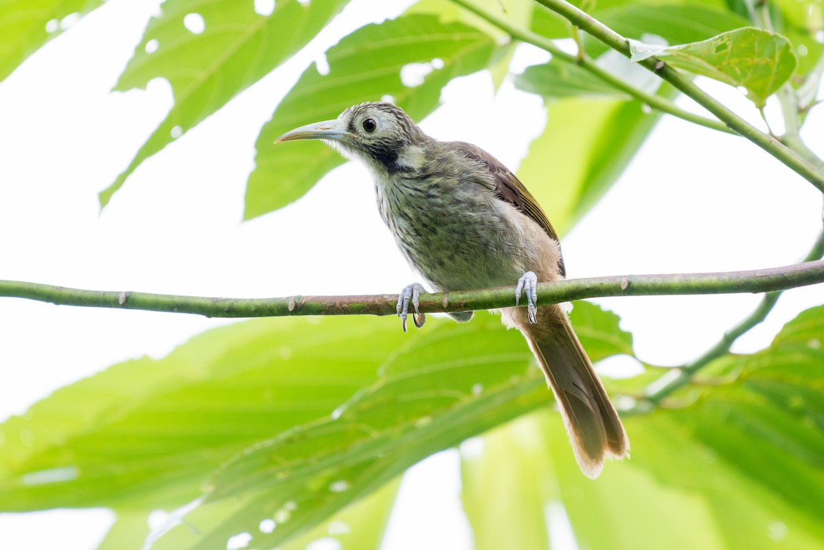 Makira Honeyeater - John C. Mittermeier