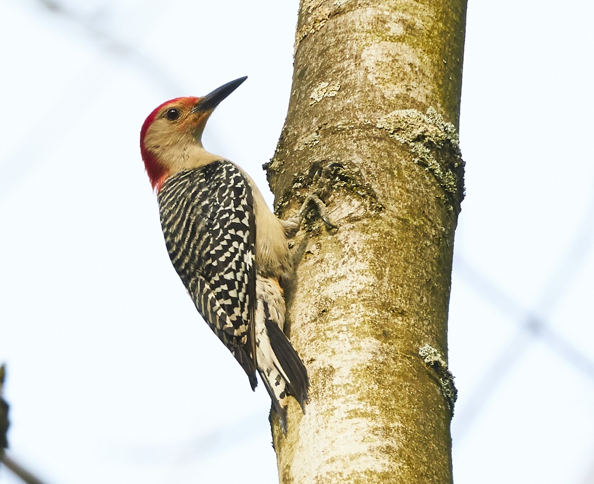 Red-bellied Woodpecker - ML345567041