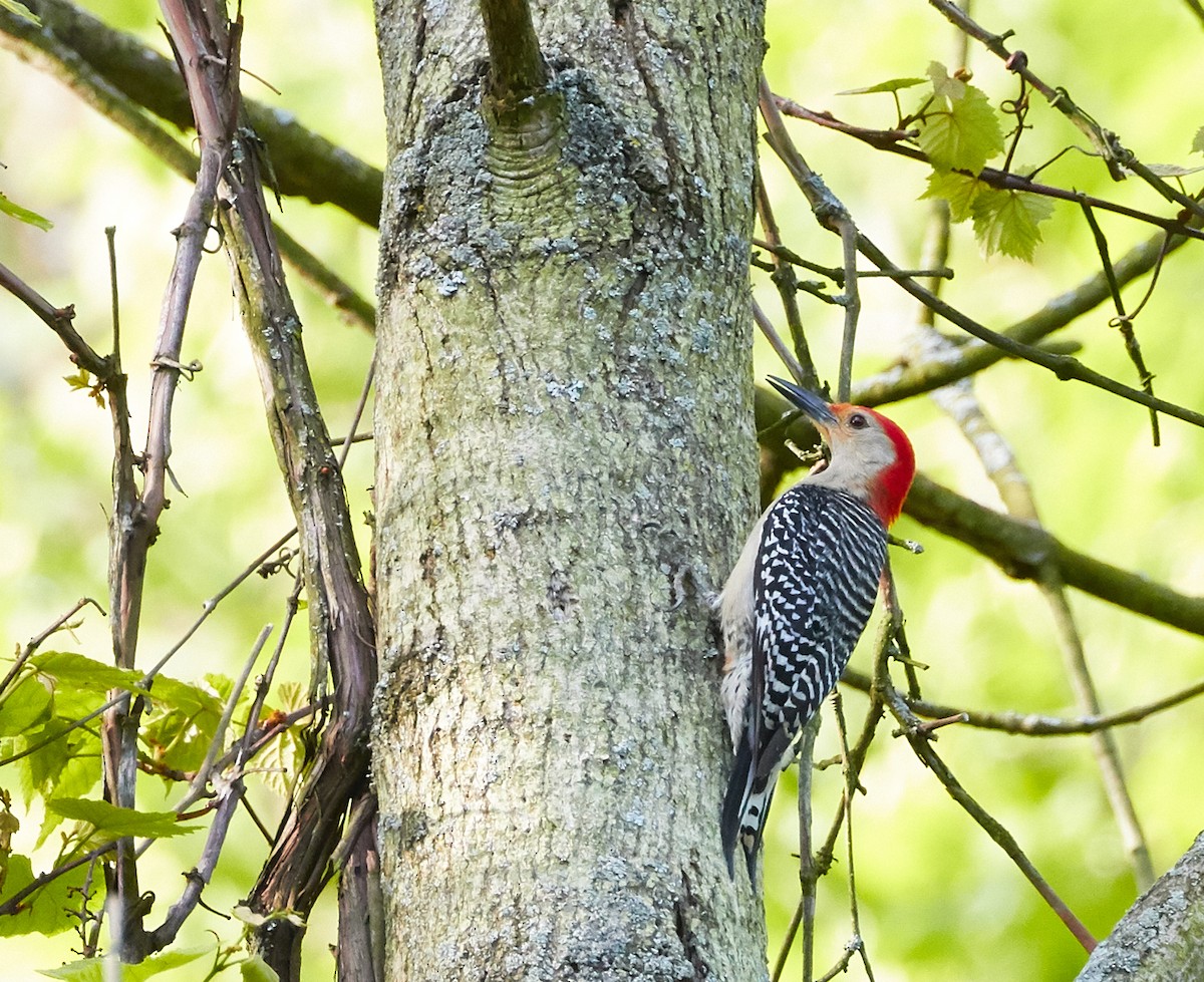 Red-bellied Woodpecker - ML345567051