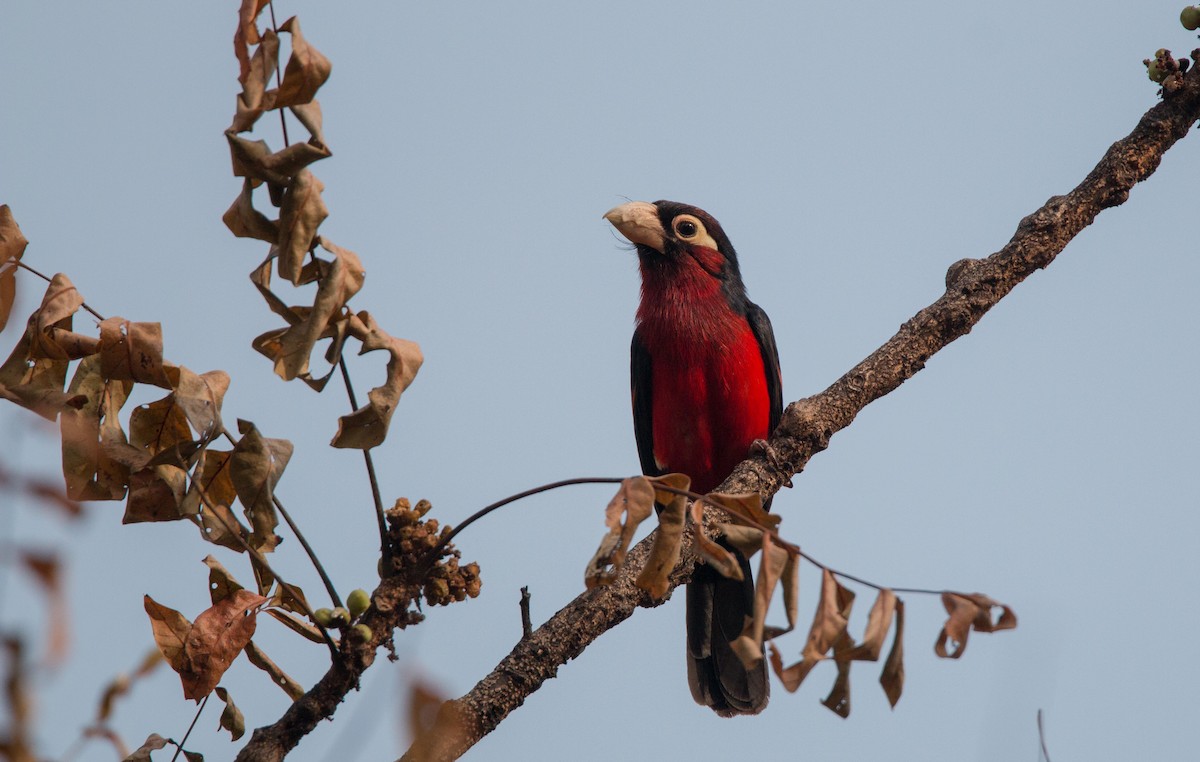 Doppelzahn-Bartvogel - ML34557071