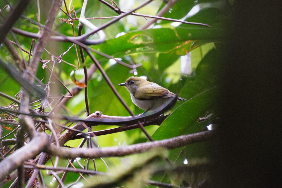 Makira White-eye - ML34557101