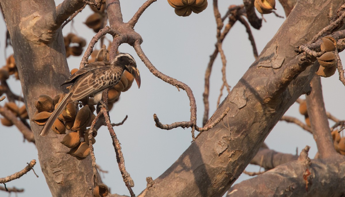 African Gray Hornbill - ML34557121