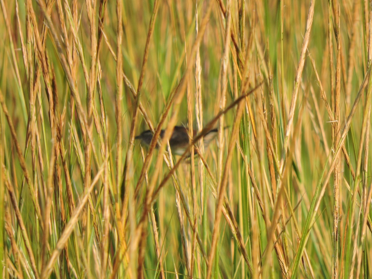 Marsh Wren - ML34557131