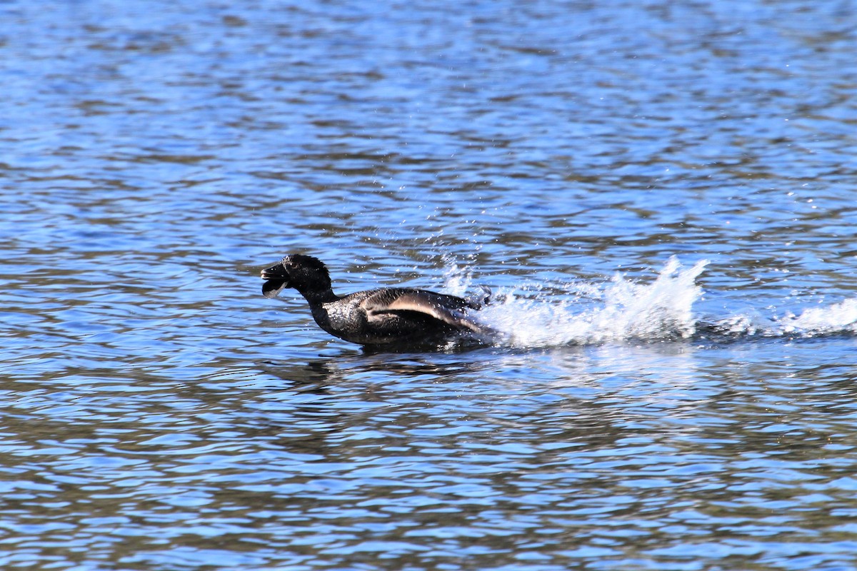 Musk Duck - Craig Lumsden