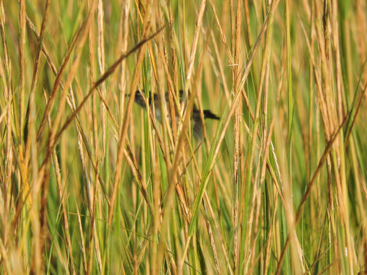 Marsh Wren - ML34557141