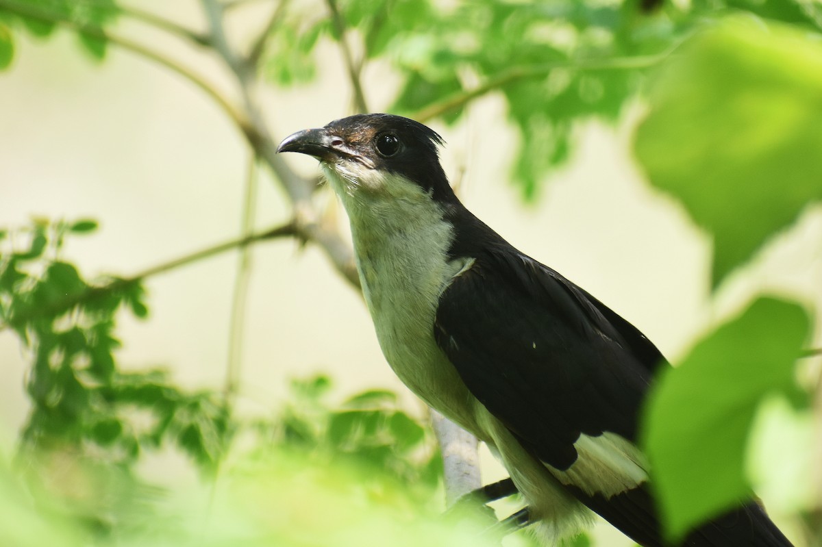 Pied Cuckoo - ML345571961