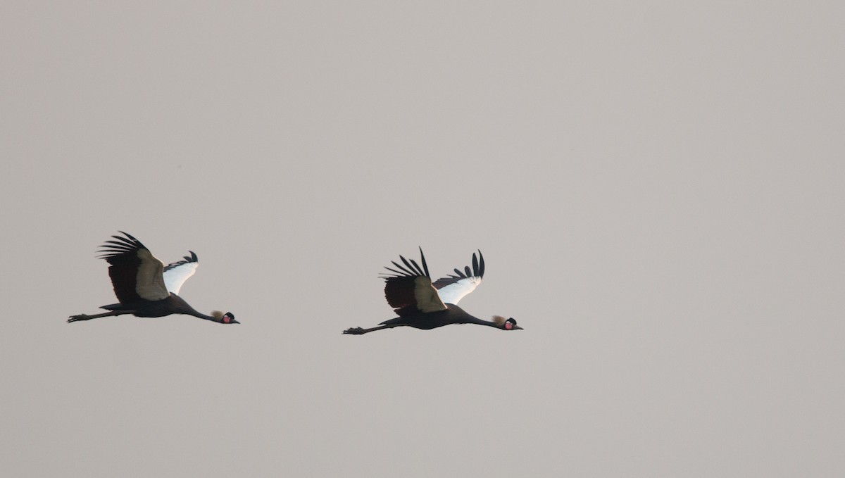 Black Crowned-Crane - ML34557251