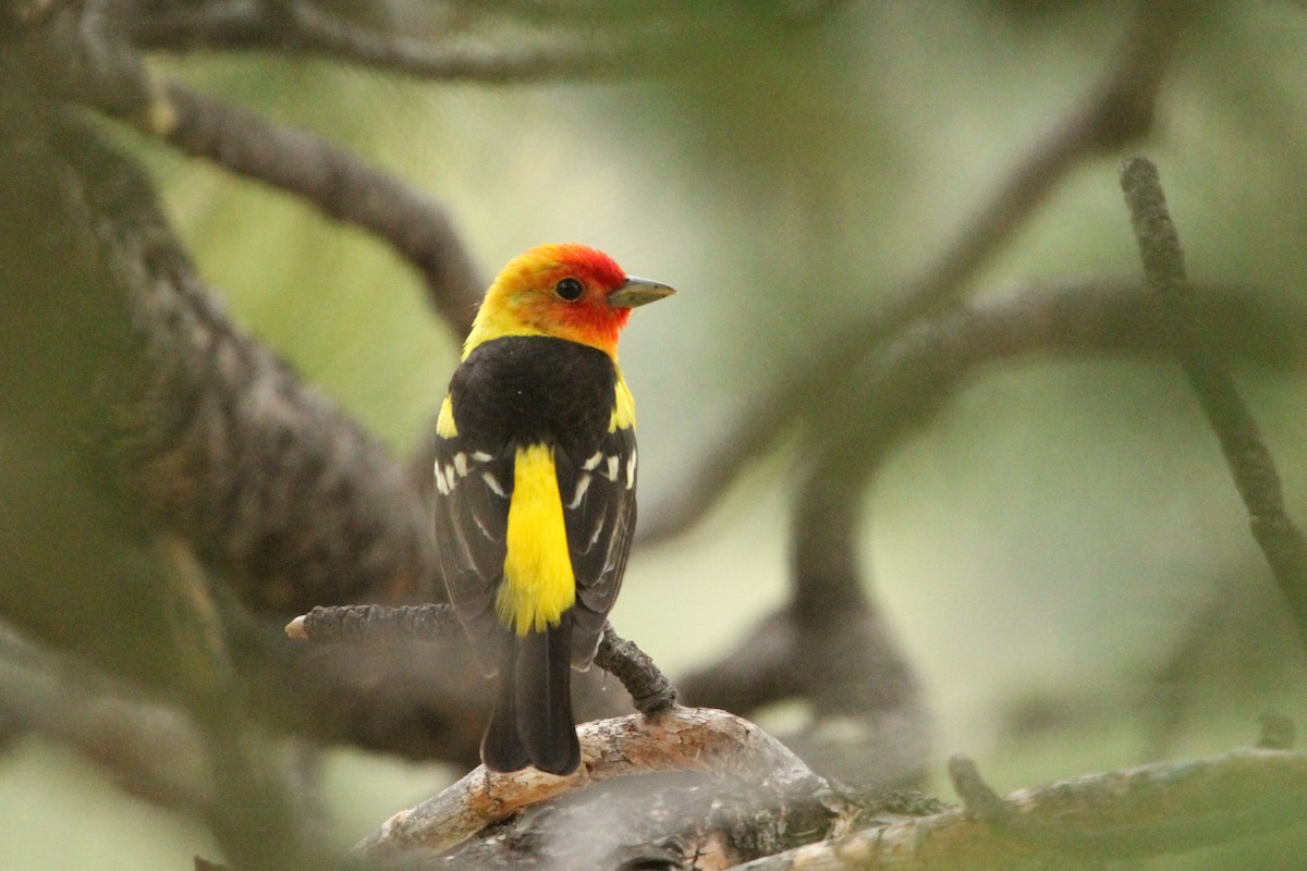 Western Tanager - ML345572531