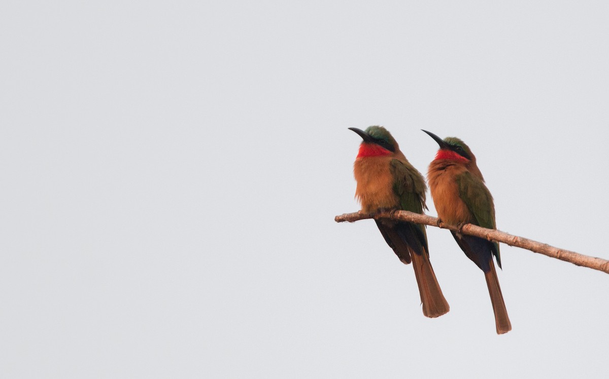 Red-throated Bee-eater - ML34557321