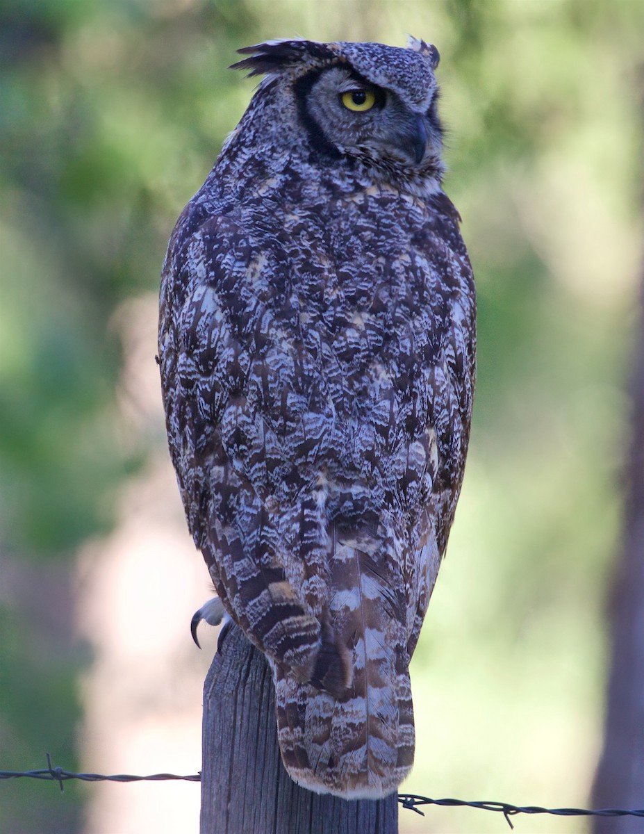 Great Horned Owl - ML345573341