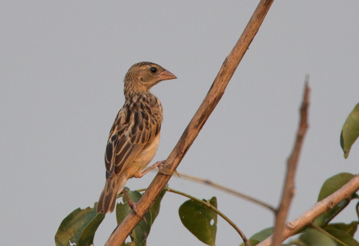 ub. spurvefugl (Passeriformes sp.) - ML34557441