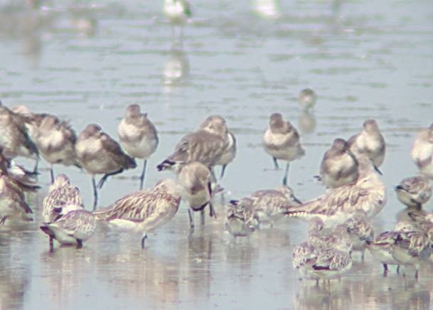 Bar-tailed Godwit - ML345574521