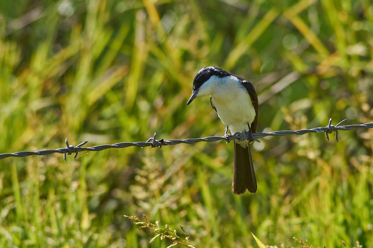 Restless Flycatcher - ML345575171