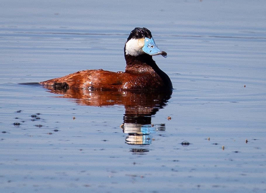 Ruddy Duck - ML345576191