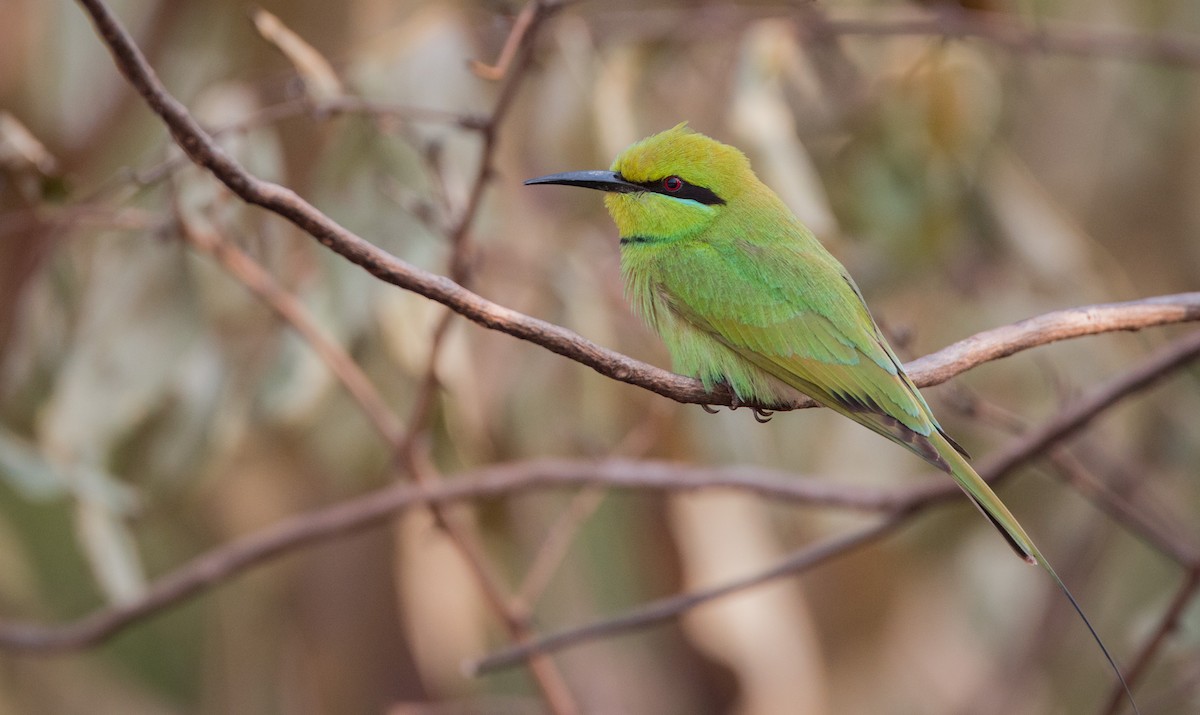 African Green Bee-eater - ML34557621