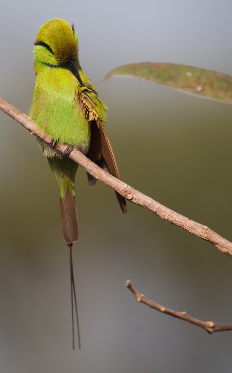 African Green Bee-eater - ML34557631