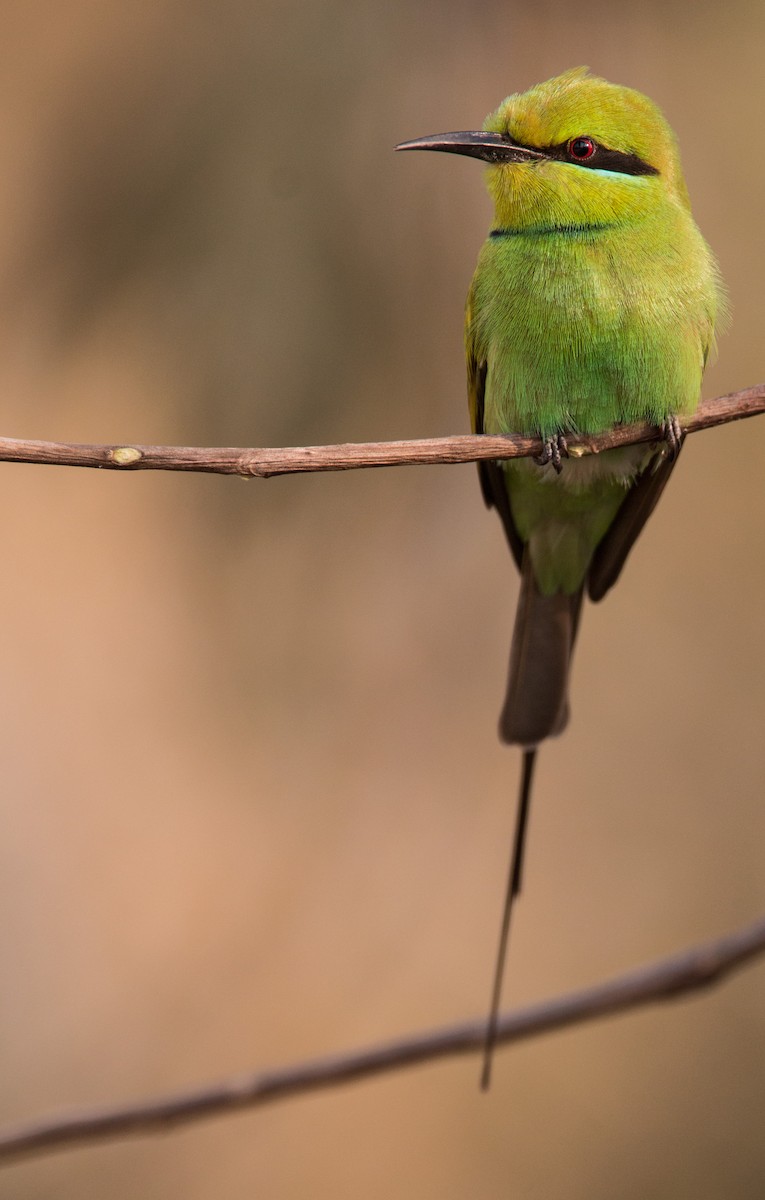 African Green Bee-eater - ML34557641
