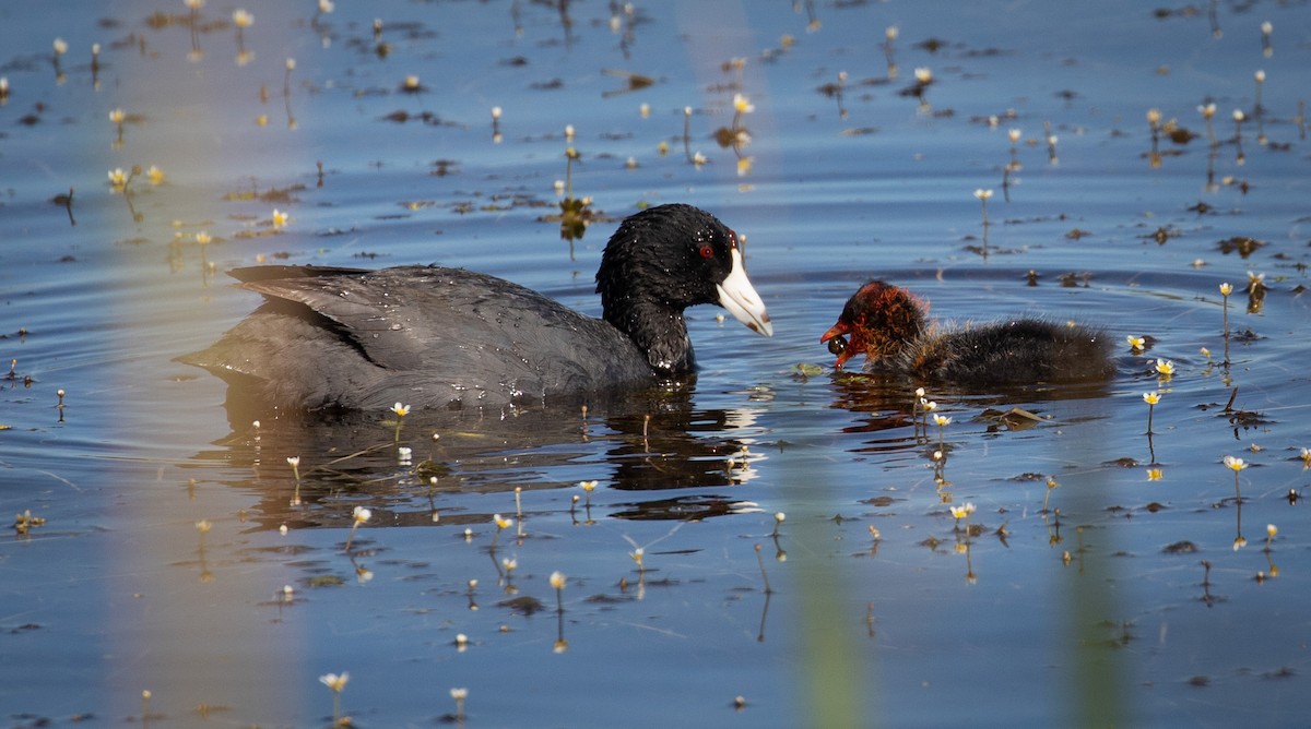 American Coot - Sylvia Wright