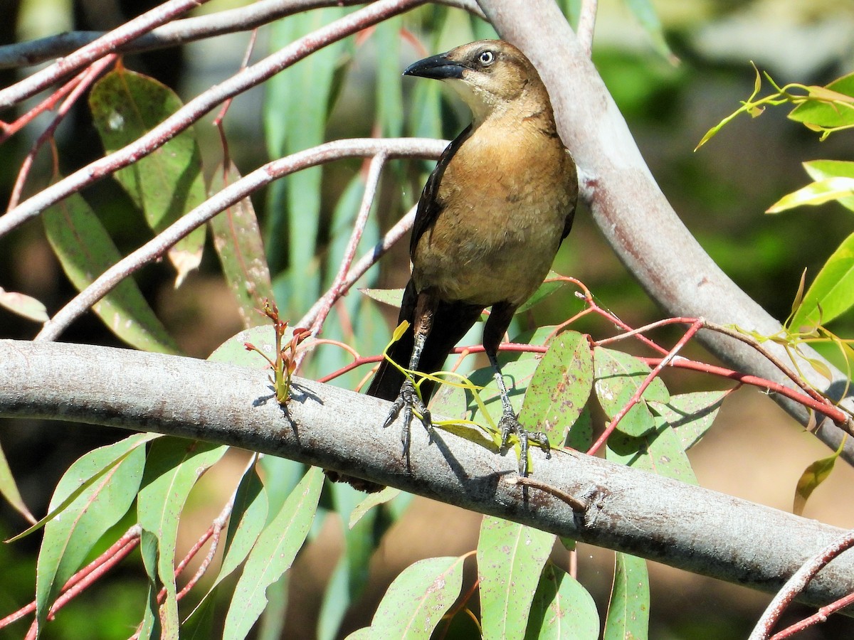 Great-tailed Grackle - Carol Ann Krug Graves