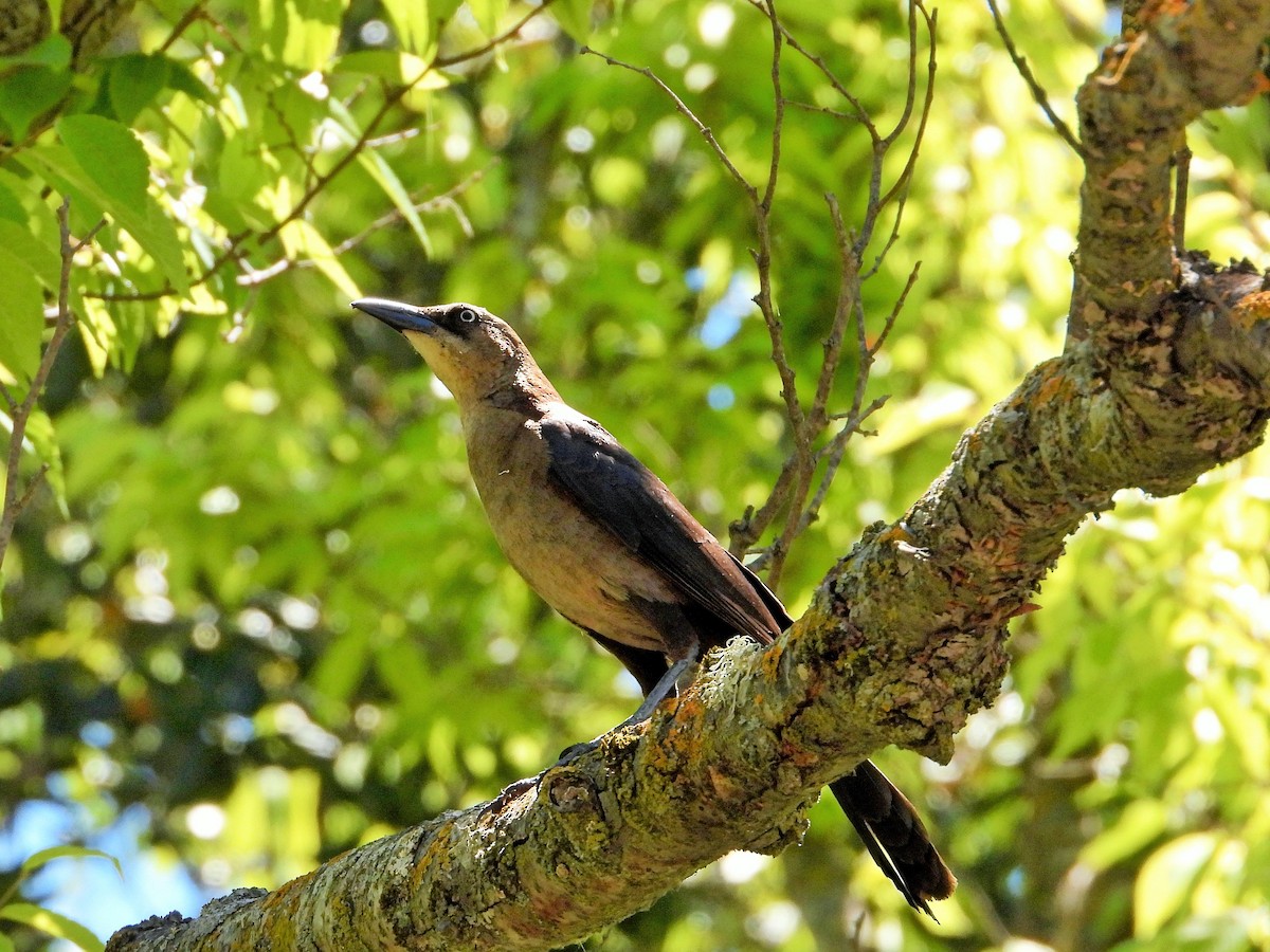 Great-tailed Grackle - ML345579161